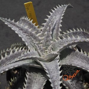 Dyckia (HU-5 x Squid) x ML Super Wide Leaf