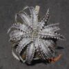 Dyckia ML Giant Blue F1 x (Silver Diamond x Arizona)