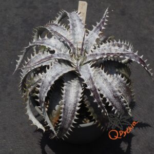 Dyckia ML Giant Blue F1 x (Silver Diamond x Arizona)