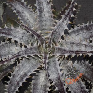 Dyckia ML Giant Blue F1 x (Silver Diamond x Arizona)