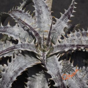 Dyckia ML Giant Blue F1 x (Silver Diamond x Arizona)