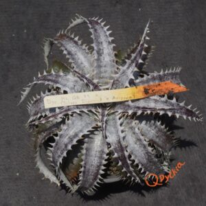Dyckia ML Giant Blue F1 x (Silver Diamond x Arizona)