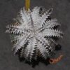 Dyckia Heaven and Hell x ML #05