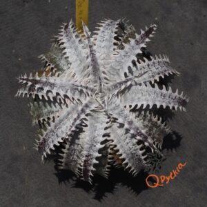 Dyckia Heaven and Hell x ML #05