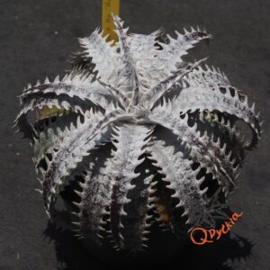 Dyckia Heaven and Hell x ML #05