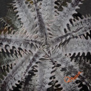 Dyckia Heaven and Hell x ML #05