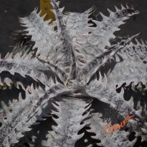 Dyckia Heaven and Hell x ML #05