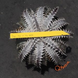 Dyckia Heaven and Hell x ML #05