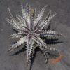 Dyckia Heaven and Hell x Mercury
