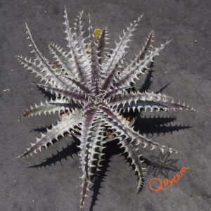 Shop – Qdyckia Shop