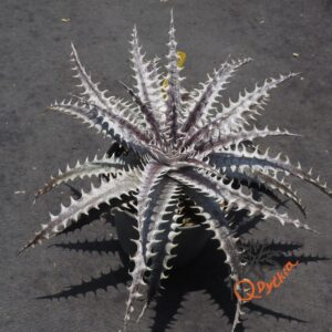 Dyckia Heaven and Hell x Mercury