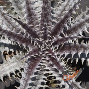 Dyckia Heaven and Hell x Mercury
