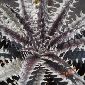 Dyckia Heaven and Hell x Mercury