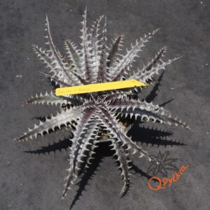 Dyckia Heaven and Hell x Mercury